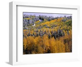 Forest of Aspens and Firs-James Randklev-Framed Photographic Print