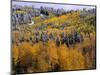 Forest of Aspens and Firs-James Randklev-Mounted Photographic Print