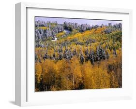 Forest of Aspens and Firs-James Randklev-Framed Photographic Print