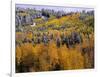 Forest of Aspens and Firs-James Randklev-Framed Photographic Print