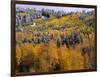 Forest of Aspens and Firs-James Randklev-Framed Photographic Print