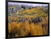 Forest of Aspens and Firs-James Randklev-Framed Photographic Print