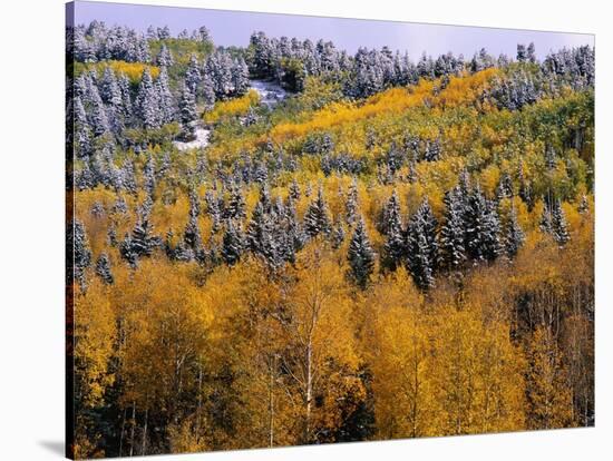 Forest of Aspens and Firs-James Randklev-Stretched Canvas