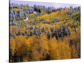 Forest of Aspens and Firs-James Randklev-Stretched Canvas