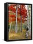 Forest of Birch and Maples in Autumn Colors, Wyman Lake, Maine, USA-Jaynes Gallery-Framed Stretched Canvas