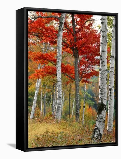 Forest of Birch and Maples in Autumn Colors, Wyman Lake, Maine, USA-Jaynes Gallery-Framed Stretched Canvas