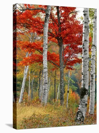 Forest of Birch and Maples in Autumn Colors, Wyman Lake, Maine, USA-Jaynes Gallery-Stretched Canvas