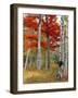 Forest of Birch and Maples in Autumn Colors, Wyman Lake, Maine, USA-Jaynes Gallery-Framed Photographic Print