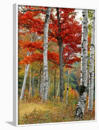 Forest of Birch and Maples in Autumn Colors, Wyman Lake, Maine, USA-Jaynes Gallery-Framed Photographic Print