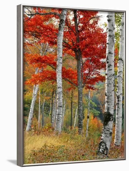 Forest of Birch and Maples in Autumn Colors, Wyman Lake, Maine, USA-Jaynes Gallery-Framed Photographic Print