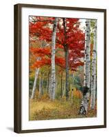 Forest of Birch and Maples in Autumn Colors, Wyman Lake, Maine, USA-Jaynes Gallery-Framed Photographic Print