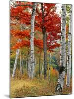 Forest of Birch and Maples in Autumn Colors, Wyman Lake, Maine, USA-Jaynes Gallery-Mounted Photographic Print
