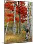 Forest of Birch and Maples in Autumn Colors, Wyman Lake, Maine, USA-Jaynes Gallery-Mounted Photographic Print