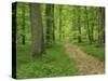 Forest of Chambord, Loir Et Cher, Loire Centre, France-Michael Busselle-Stretched Canvas