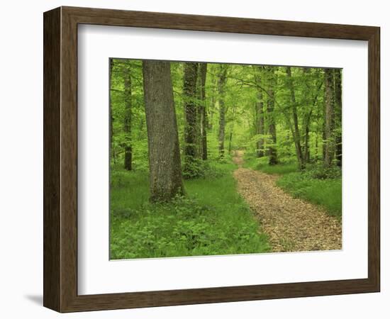 Forest of Chambord, Loir Et Cher, Loire Centre, France-Michael Busselle-Framed Photographic Print