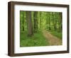 Forest of Chambord, Loir Et Cher, Loire Centre, France-Michael Busselle-Framed Photographic Print