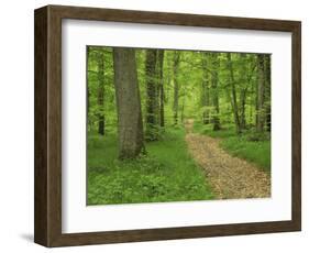 Forest of Chambord, Loir Et Cher, Loire Centre, France-Michael Busselle-Framed Photographic Print