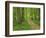 Forest of Chambord, Loir Et Cher, Loire Centre, France-Michael Busselle-Framed Photographic Print