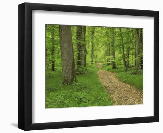 Forest of Chambord, Loir Et Cher, Loire Centre, France-Michael Busselle-Framed Photographic Print