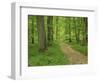 Forest of Chambord, Loir Et Cher, Loire Centre, France-Michael Busselle-Framed Photographic Print