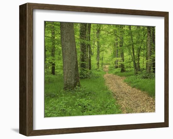 Forest of Chambord, Loir Et Cher, Loire Centre, France-Michael Busselle-Framed Photographic Print