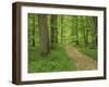 Forest of Chambord, Loir Et Cher, Loire Centre, France-Michael Busselle-Framed Photographic Print