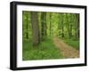 Forest of Chambord, Loir Et Cher, Loire Centre, France-Michael Busselle-Framed Photographic Print