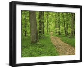 Forest of Chambord, Loir Et Cher, Loire Centre, France-Michael Busselle-Framed Photographic Print