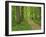 Forest of Chambord, Loir Et Cher, Loire Centre, France-Michael Busselle-Framed Photographic Print