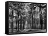 Forest of Dean-Fred Musto-Framed Stretched Canvas