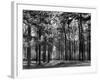 Forest of Dean-Fred Musto-Framed Photographic Print