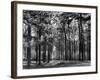 Forest of Dean-Fred Musto-Framed Photographic Print