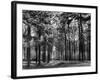 Forest of Dean-Fred Musto-Framed Photographic Print