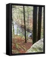 Forest of Eastern Hemlock Trees in East Haddam, Connecticut, USA-Jerry & Marcy Monkman-Framed Stretched Canvas