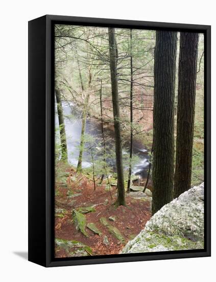 Forest of Eastern Hemlock Trees in East Haddam, Connecticut, USA-Jerry & Marcy Monkman-Framed Stretched Canvas