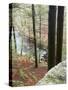 Forest of Eastern Hemlock Trees in East Haddam, Connecticut, USA-Jerry & Marcy Monkman-Stretched Canvas