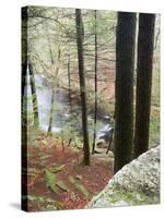 Forest of Eastern Hemlock Trees in East Haddam, Connecticut, USA-Jerry & Marcy Monkman-Stretched Canvas