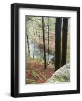 Forest of Eastern Hemlock Trees in East Haddam, Connecticut, USA-Jerry & Marcy Monkman-Framed Premium Photographic Print