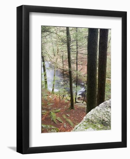 Forest of Eastern Hemlock Trees in East Haddam, Connecticut, USA-Jerry & Marcy Monkman-Framed Premium Photographic Print