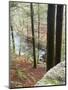 Forest of Eastern Hemlock Trees in East Haddam, Connecticut, USA-Jerry & Marcy Monkman-Mounted Photographic Print