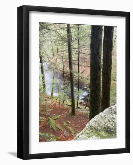 Forest of Eastern Hemlock Trees in East Haddam, Connecticut, USA-Jerry & Marcy Monkman-Framed Photographic Print