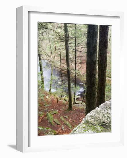 Forest of Eastern Hemlock Trees in East Haddam, Connecticut, USA-Jerry & Marcy Monkman-Framed Photographic Print