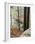 Forest of Eastern Hemlock Trees in East Haddam, Connecticut, USA-Jerry & Marcy Monkman-Framed Photographic Print