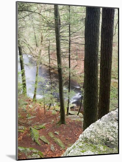 Forest of Eastern Hemlock Trees in East Haddam, Connecticut, USA-Jerry & Marcy Monkman-Mounted Photographic Print