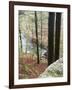 Forest of Eastern Hemlock Trees in East Haddam, Connecticut, USA-Jerry & Marcy Monkman-Framed Photographic Print