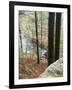 Forest of Eastern Hemlock Trees in East Haddam, Connecticut, USA-Jerry & Marcy Monkman-Framed Photographic Print