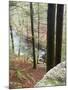 Forest of Eastern Hemlock Trees in East Haddam, Connecticut, USA-Jerry & Marcy Monkman-Mounted Photographic Print