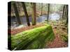 Forest of Eastern Hemlock Trees in East Haddam, Connecticut, USA-Jerry & Marcy Monkman-Stretched Canvas