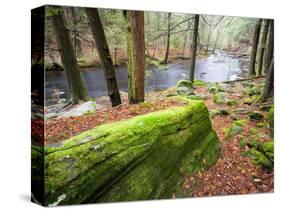 Forest of Eastern Hemlock Trees in East Haddam, Connecticut, USA-Jerry & Marcy Monkman-Stretched Canvas