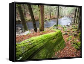 Forest of Eastern Hemlock Trees in East Haddam, Connecticut, USA-Jerry & Marcy Monkman-Framed Stretched Canvas